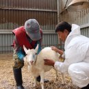 가꿀목장 이미지