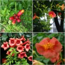 아름다운 오늘의 탄생화 ♥ 능소화(Trumpet Flower)꽃 (8.6. 탄생화로 꽃말은 "명예") 이미지