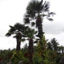 야자수정원 이미지