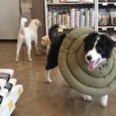 이도씨 동물의료센터 이미지