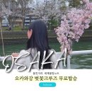 오카와 | 오카와강 벚꽃크루즈 주유패스 이용 후기 위치 시기