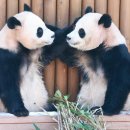 개똥아부탁해 | 귀환