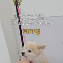 신세계 애견미용샵 이미지