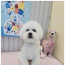 우리집강아지예쁘개 이미지