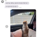 유앤동물의료센터 | 부산동물병원 24시 UN동물의료센터 강아지 건강검진 후기