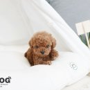 강아지 분양 프러포즈펫 이미지