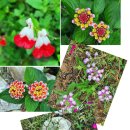 양지꽃펜션 이미지