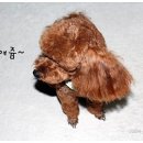 루비펫살롱 이미지