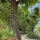 당산초교 이미지