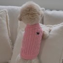 아이도그 이미지