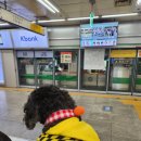 키다리동물병원 | 마포 키다리 동물병원 | 13살 노견 강아지 요로결석 증상,검진,수술 후기