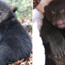 엄마와 아기곰 이미지