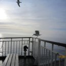 초원갈매기 이미지