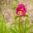 군산시함흥냉면 이미지