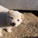 똥강아지 이미지