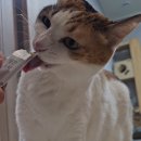 꽁냥꽁냥캣 | [내돈내산] 네 발 친구들의 시간을 천천히 고양이 항산화제. 안티옥스 캣