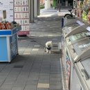하림닭판매장 | 첫글” 소소구매 / 하림피카츄돈까스, 야호캠핑 할인블랭킷, 서프라이즈마이키링 포켓몬스터 산리오