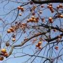 하늘농장 이미지