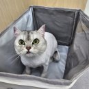 고양이 미용실 방울선생 이미지