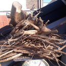 엄나무뿌리 줄기 두릅나무뿌리 꾸지뽕나무줄기 토복령 각각 경매 이미지