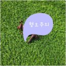 경상북도포항의료원 | [다올]강아지 췌장염 간염 진료 후기