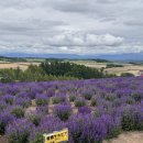 소다팜 | [일본] 삿포로 2박3일 DAY2 / 비에이 투어 솔직 후기 2탄 / 사계채의 언덕, 팜도미타,청의호수