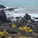 솔잎향기 이미지