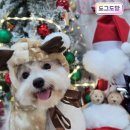 도그도담 이미지