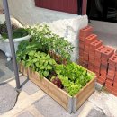 태평한 대평 이미지