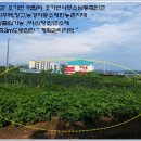 오가면010 Daum카페