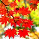 시월이네 이미지