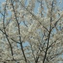 4월16일 인천 대공원 벚꽃 구경 날씨추워 무척 고생 이미지