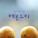 레몬트리 Daum카페