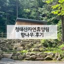 횡성 청태산자연휴양림 향나무 후기 | 횡성여행