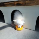 몽꾸르펫트하우스 이미지