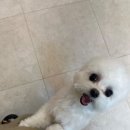 소울독 | 천안애견미용 단골 후기🐶 소울독에서만 맡기는 이유