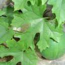 하늘타리 이미지