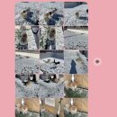 멍캐슬 | 전북 익산 애견호텔 애견유치원 멍캐슬 호텔후기