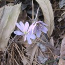 피재골약수터 이미지