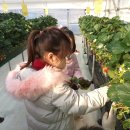 싱싱딸기 이미지