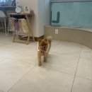 펫츠다이닝(pet's dining) | 펫츠다이닝ㅣ벳키퍼 키드니 케어 습식 처방사료 | 치킨 처방사료 | 금동이 먹방