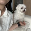 골드스마일 이미지