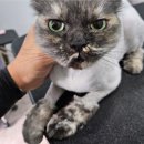 아꼬운몽 이미지