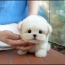 보은메디칼 이미지