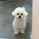 또왕또왕 Dog Salon 이미지