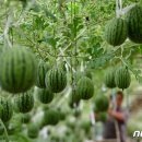 옹골농장 이미지