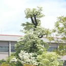 장기중학교 - 세종특별자치시 | 장기중학교