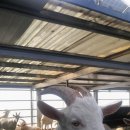 대종농장 이미지