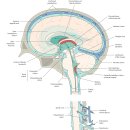 신경해부학(neuroanatomy), 인체 움직임의 뿌리 학문 - 정리중 이미지