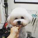 신애견